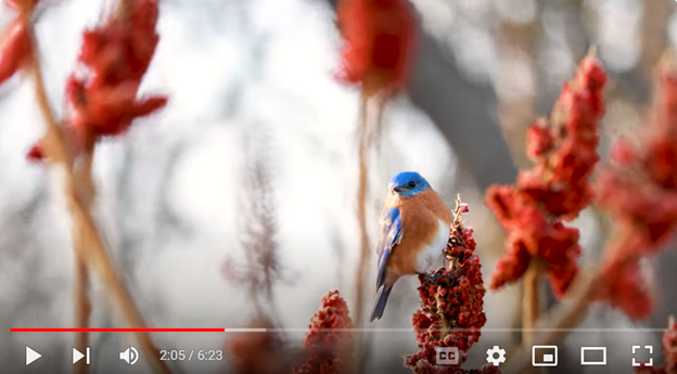 bird in the sumac