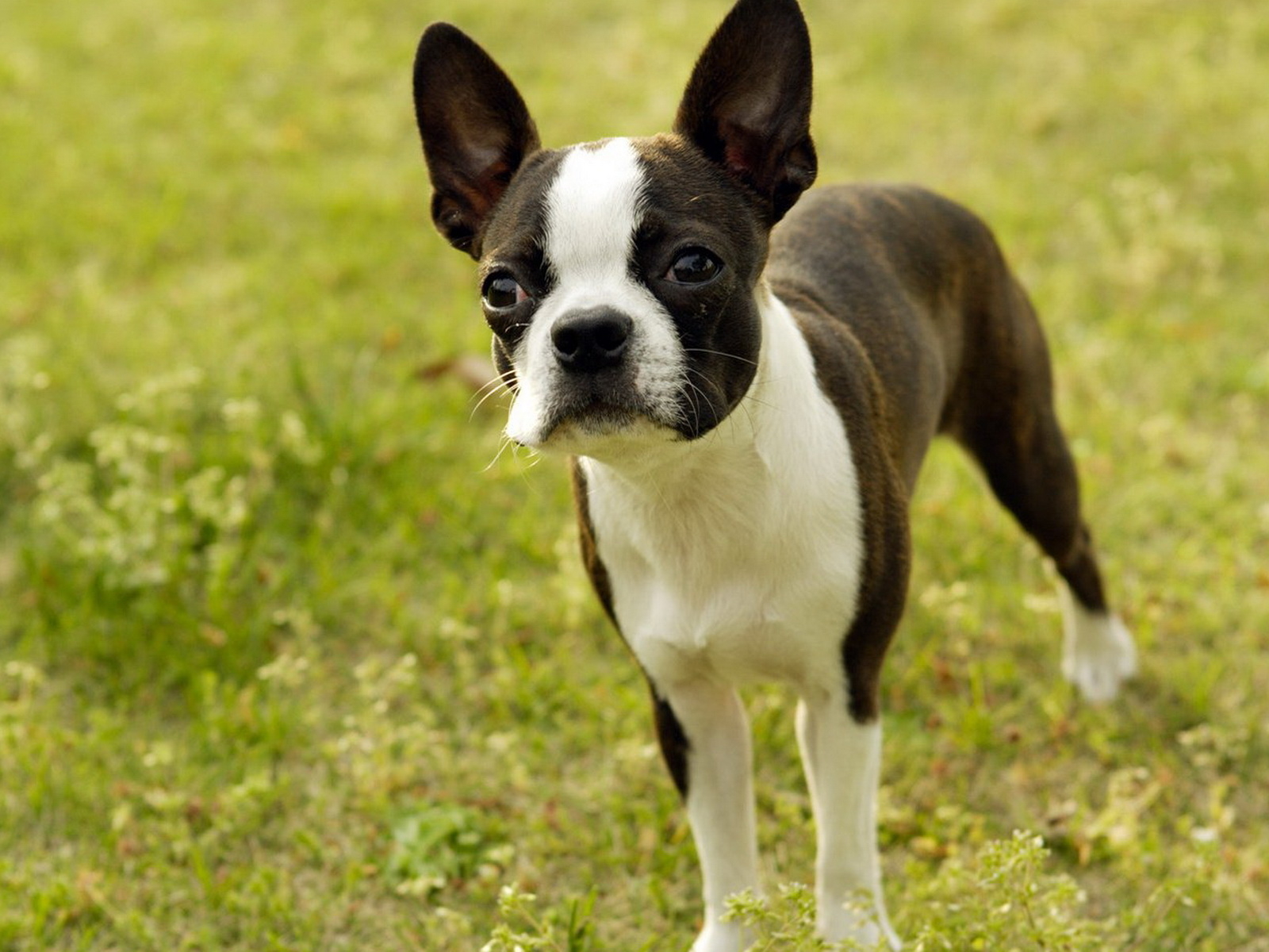 1_boston_terrier