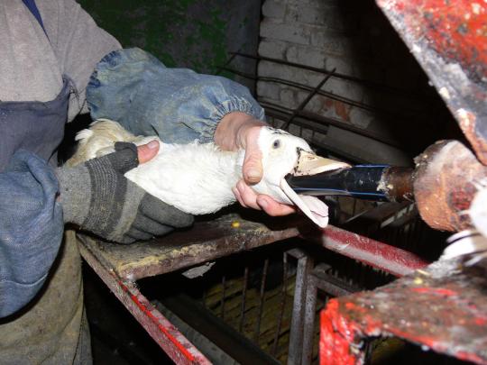 SetRatioSize540540-Force_feeding_1