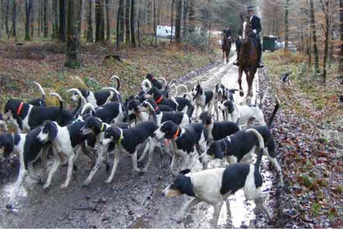 WORKING DOGS