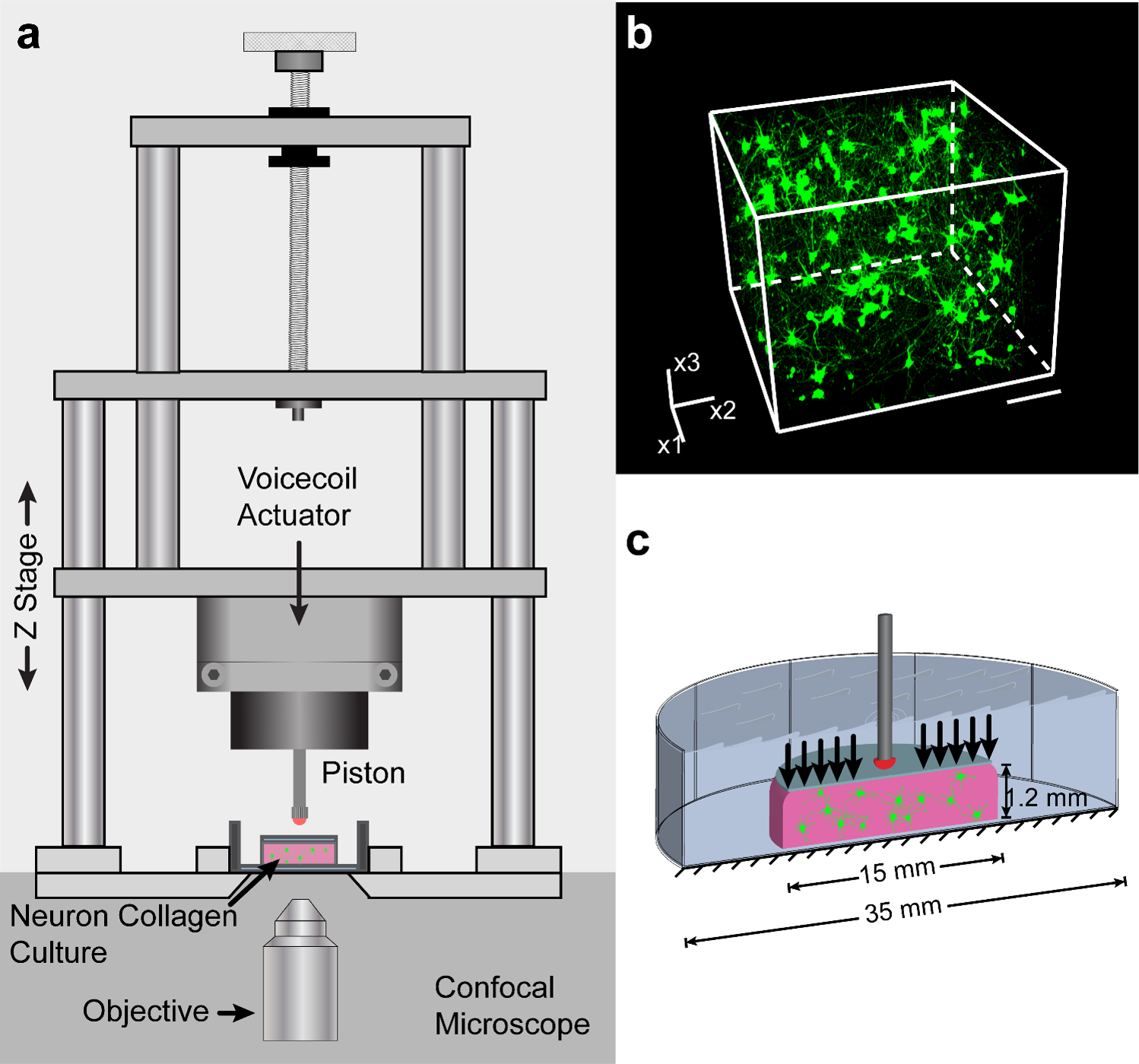 Uniaxial compression model of neural injury in a 3D hydrogel