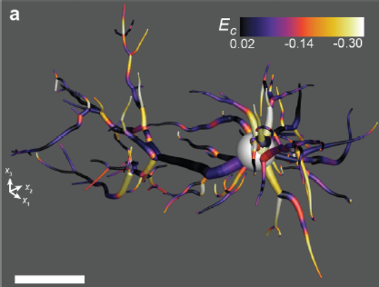 Axial strain computed along a neuron tree and mapped as an overlay on the cell's structure