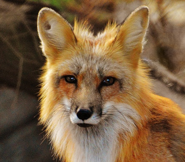 fox-math