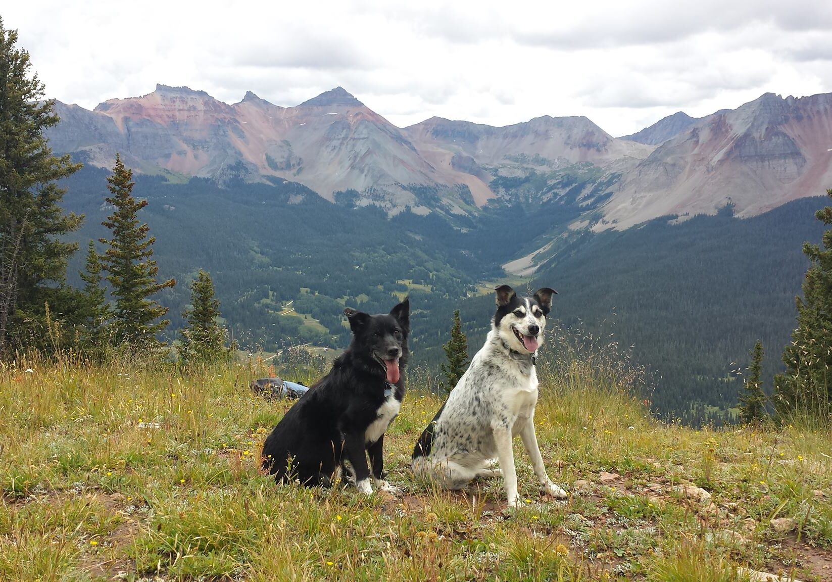 dog photos