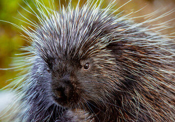 porcupine