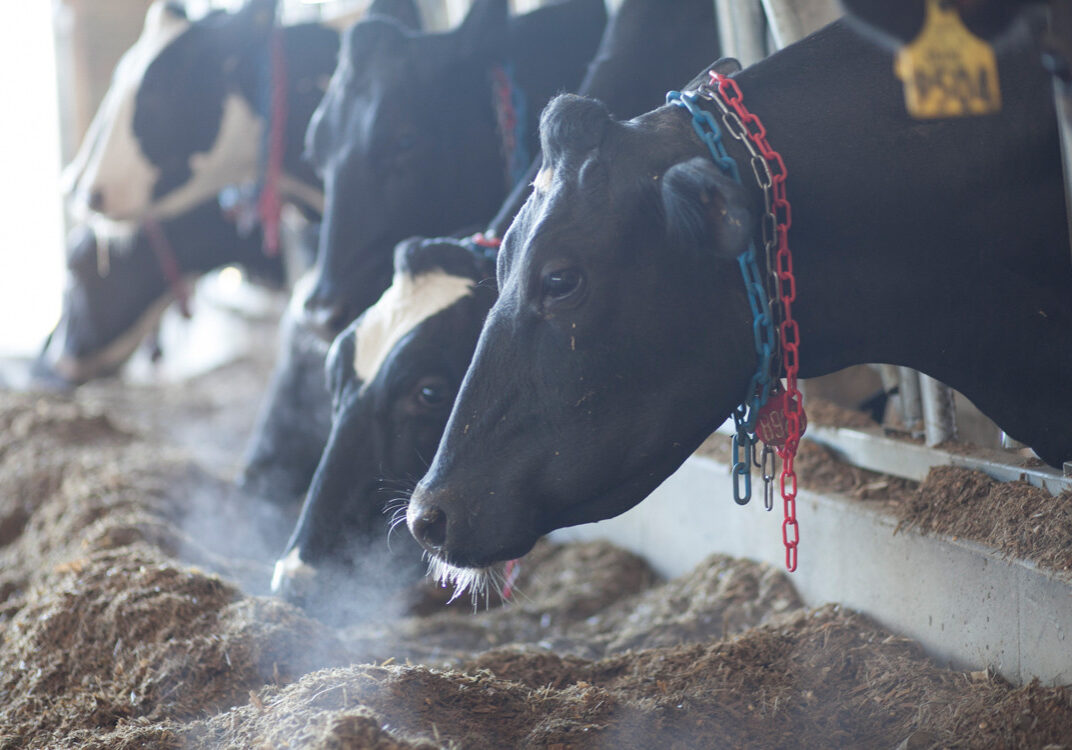 Dairy cattle in Hartford, NY.