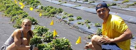 Aggie Sutherland and Parker Wooley working in strawberry fields at Woodman Farm.