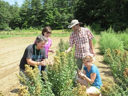 chenodoium_field_2017_433jpg