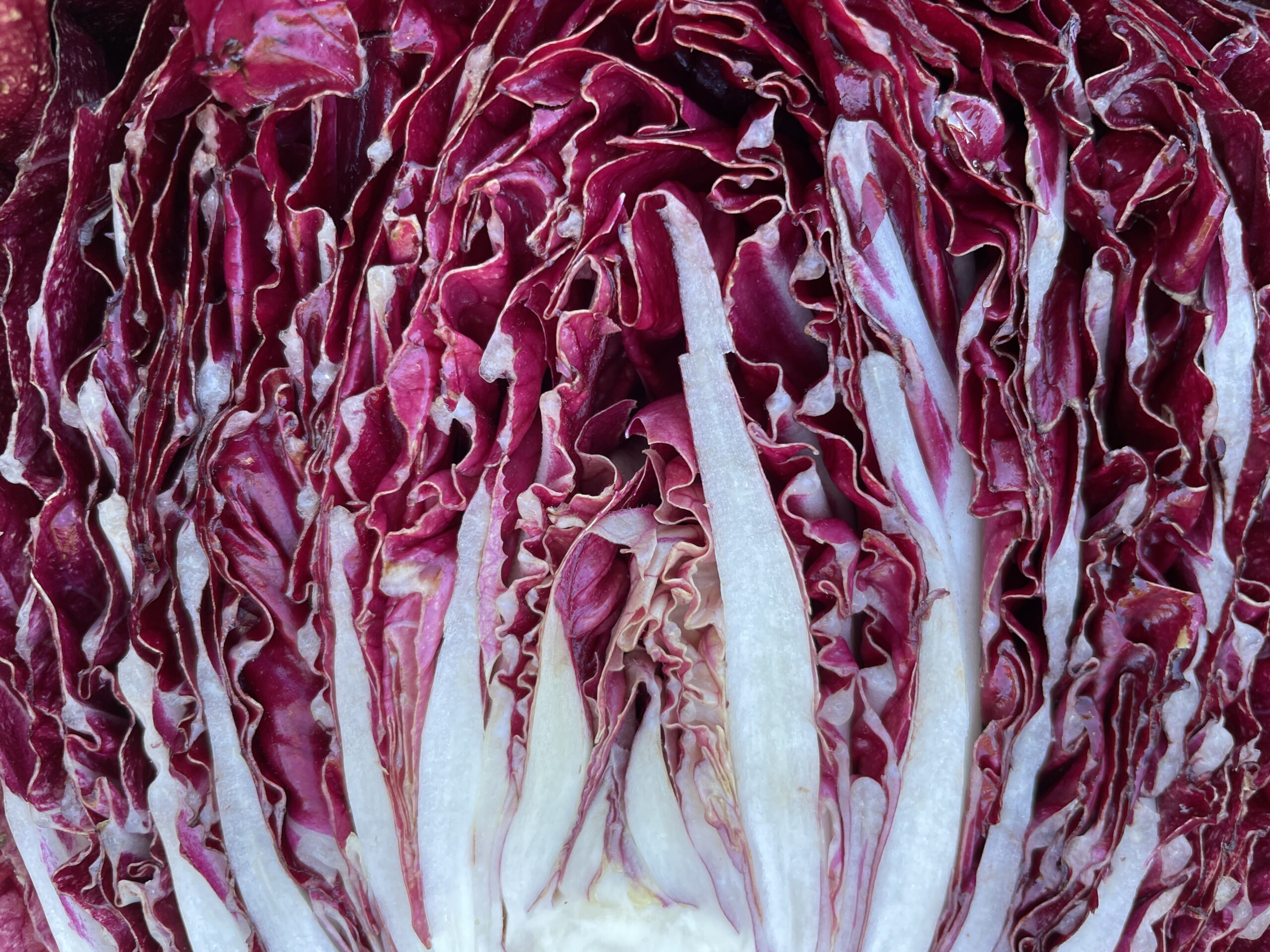 radicchio
