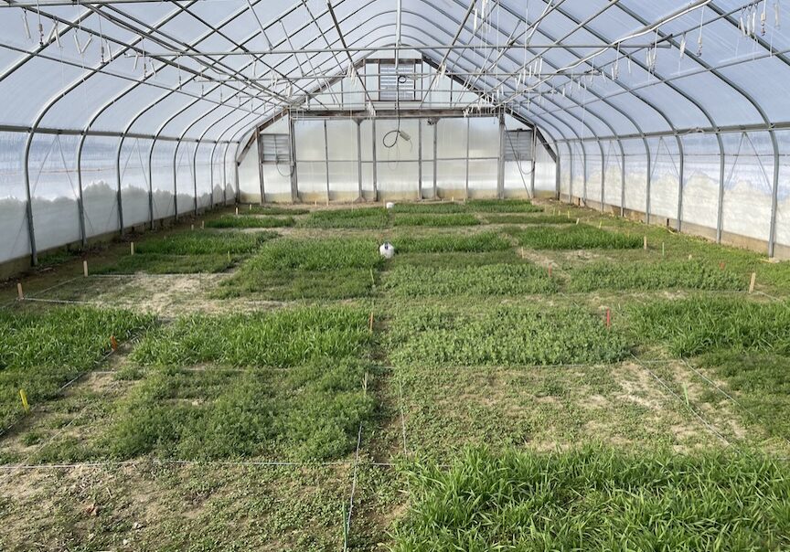 cover crops in a greenhouse