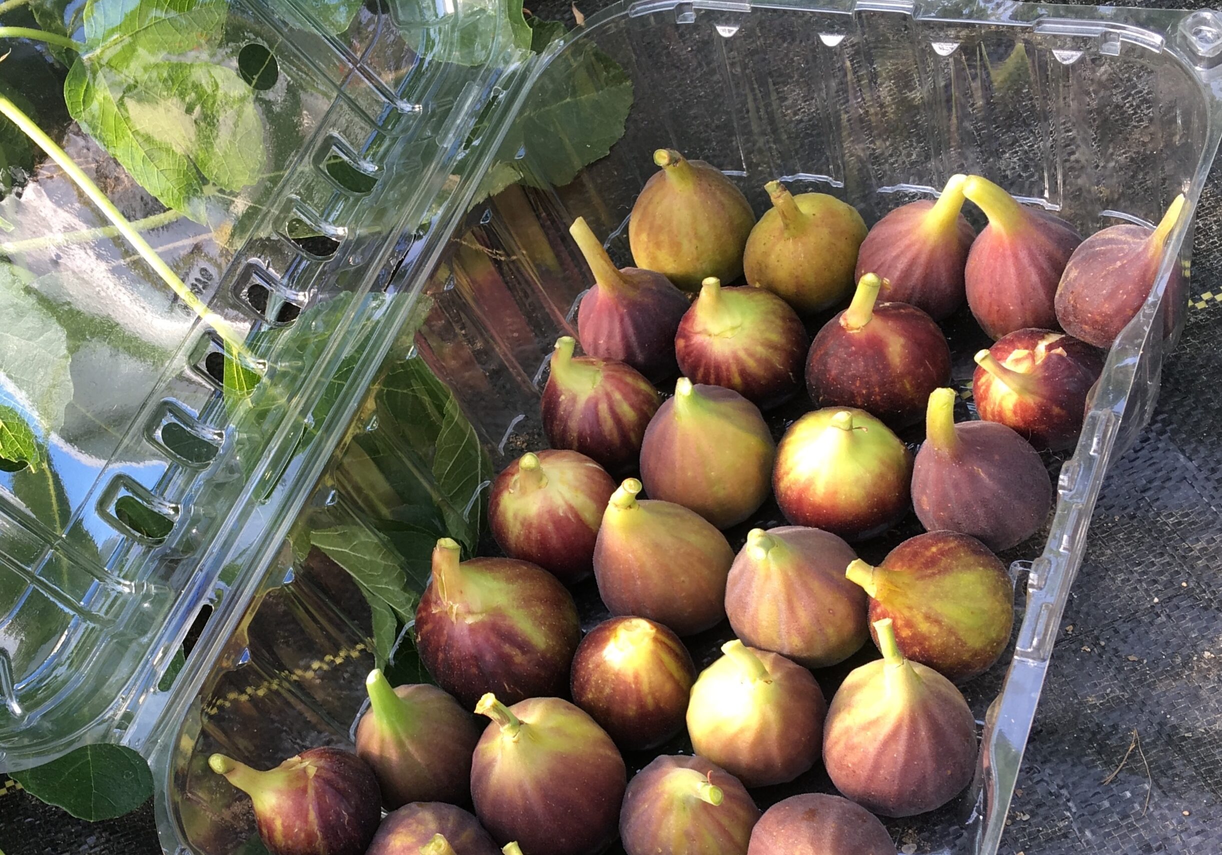 freshly harvested figs in a container