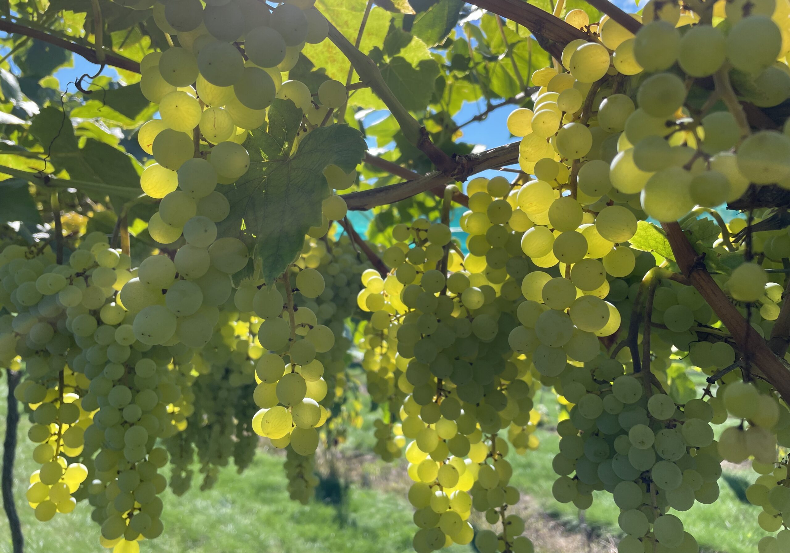 bunches of grapes hanging in a vineyard
