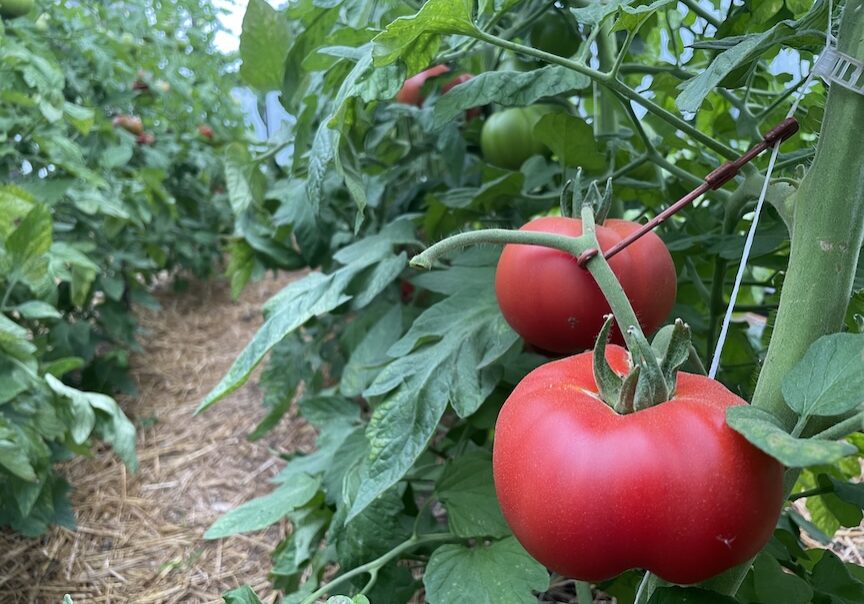ripe tomatoes on a plant in a greenhouse
