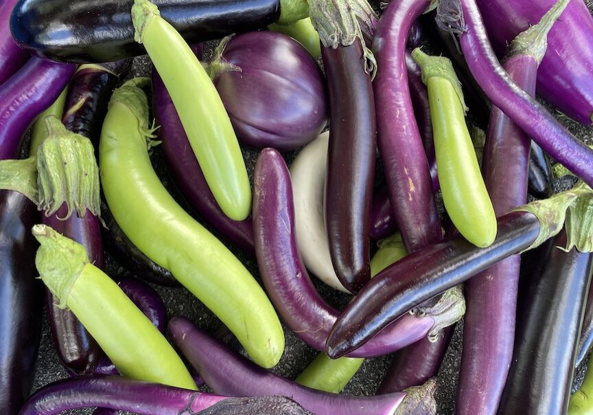 eggplants of all shapes, colors, and sizes