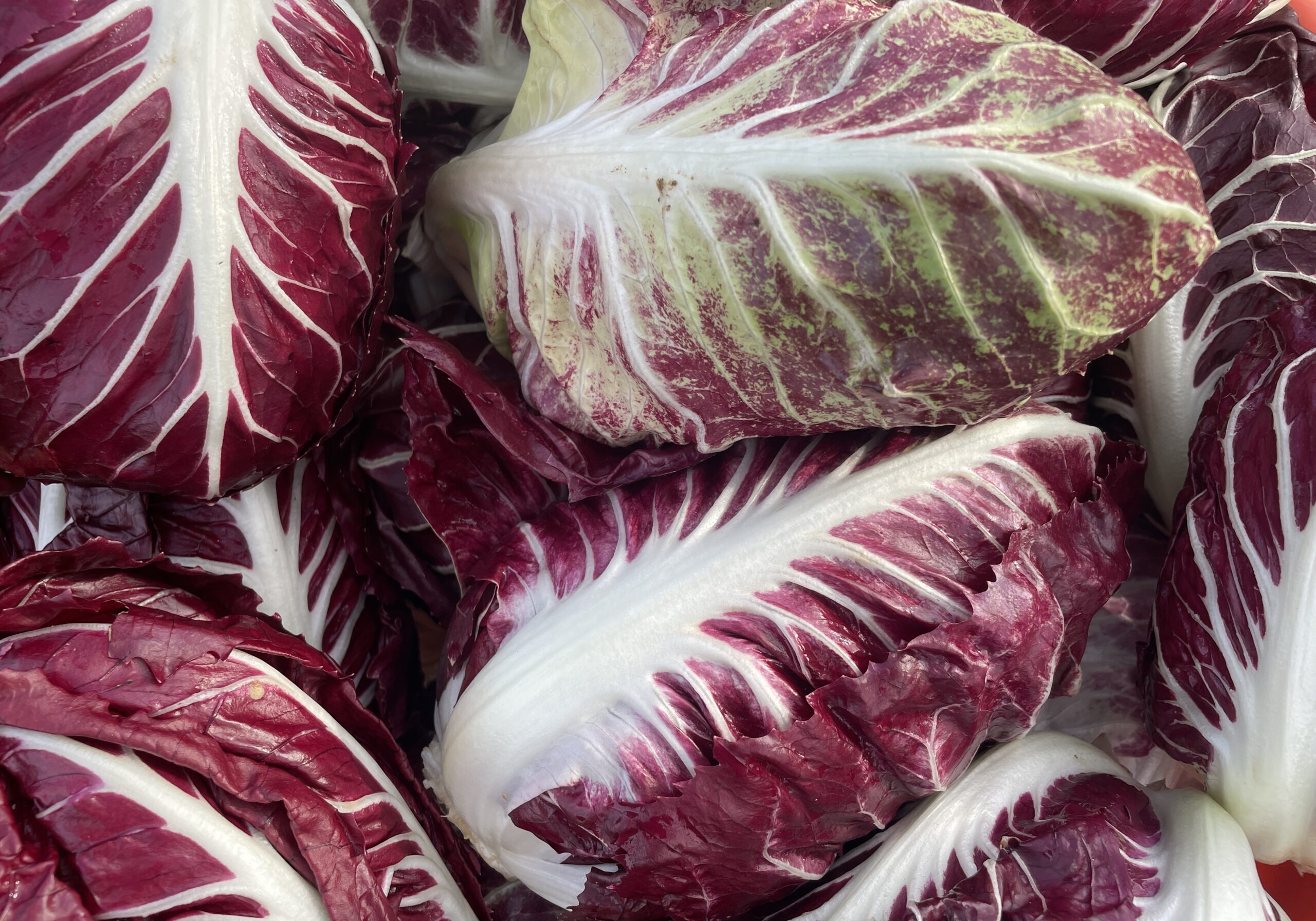 heads of radicchio