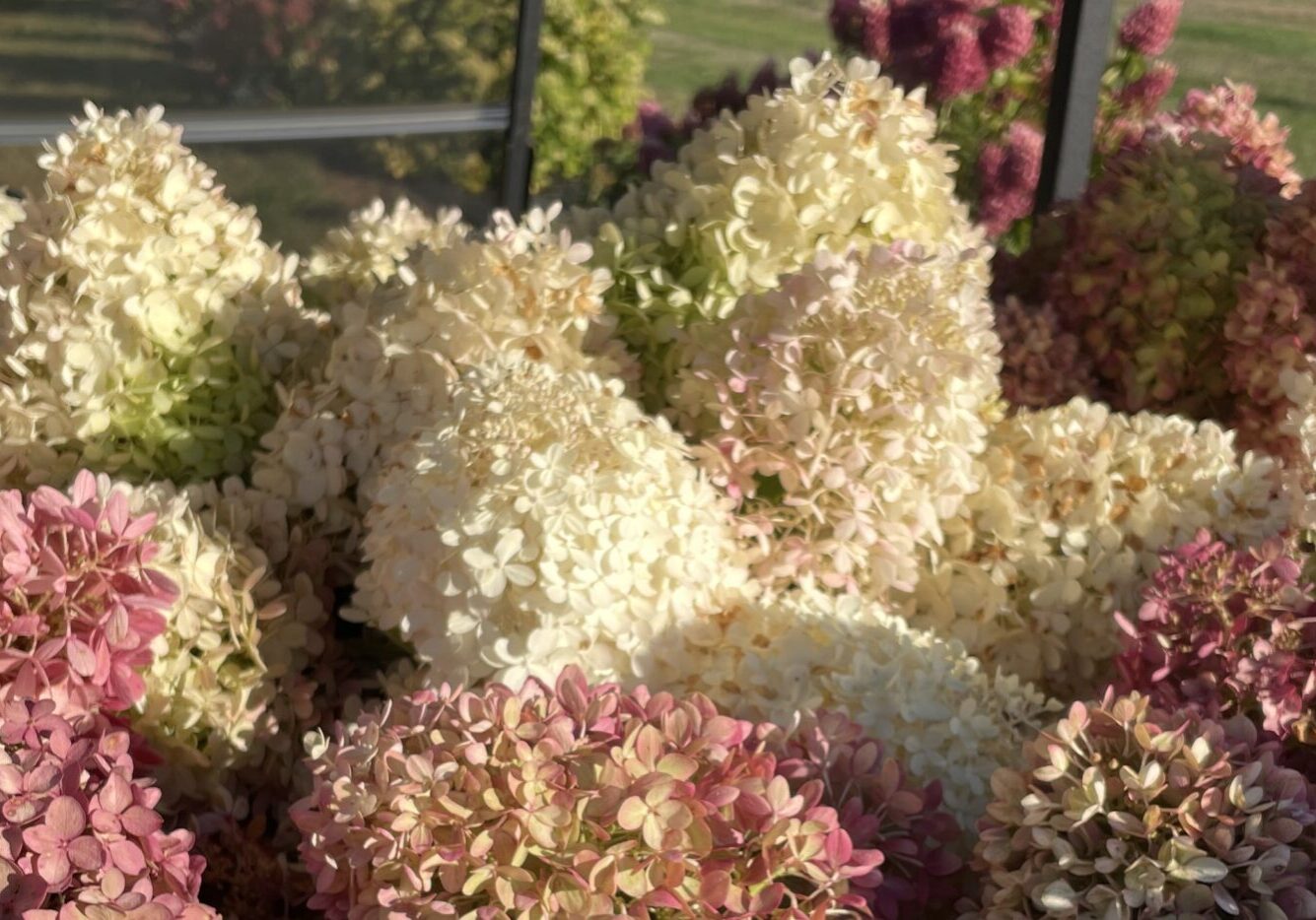 hydrangea flowers
