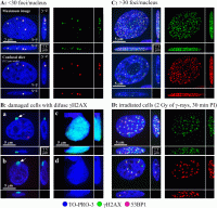 varga_scirep2019_gif